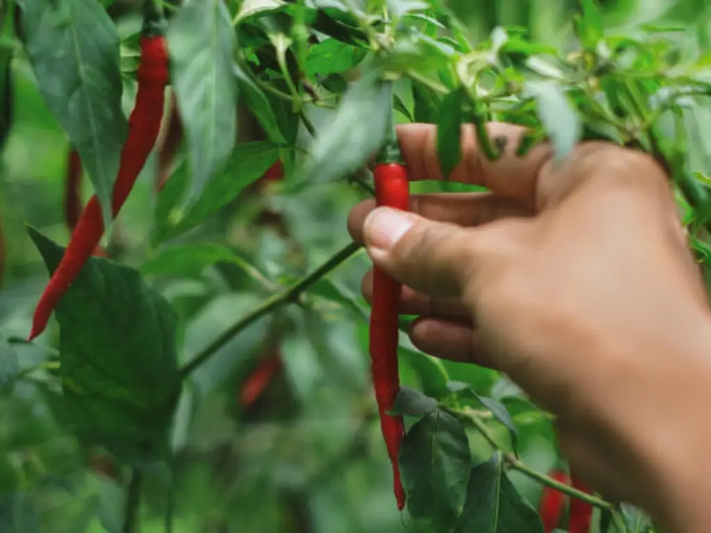 Picking peppers from trees