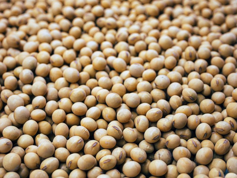 soy beans